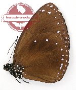 Euploea eunice meizon