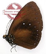 Euploea eunice meizon (A-)