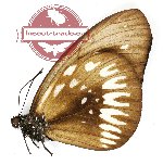 Euploea dentiplaga