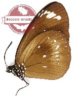 Euploea algea lewa