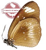 Euploea algea lewa (A2)