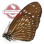 Euploea mulciber portia