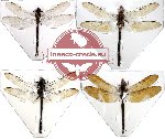 Scientific lot no. 2 Odonata rare (4pcs) (1pc A2)