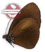 Euploea mulciber elwesi (A-)