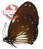 Euploea radamanthus ssp. diocletianus