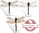 Scientific lot no. 3 Odonata (3 pcs)