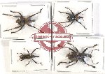 Scientific lot no. 687 Curculionidae (4 pcs)