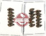 Scientific lot no. 577 Carabidae (18 pcs)