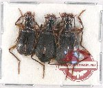 Scientific lot no. 590 Carabidae (3 pcs A2)