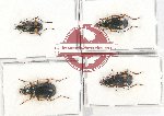 Scientific lot no. 582 Carabidae (4 pcs - 1 pc A2)