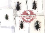 Scientific lot no. 592 Carabidae (5 pcs)