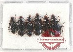 Scientific lot no. 589 Carabidae (6 pcs)