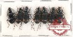 Scientific lot no. 585 Carabidae (7 pcs)