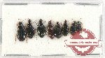 Scientific lot no. 591 Carabidae (8 pcs)