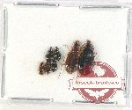 Scientific lot no. 587 Carabidae (7 pcs)