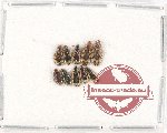 Scientific lot no. 581 Carabidae (10 pcs)