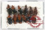 Scientific lot no. 586 Carabidae (12 pcs)