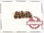 Scientific lot no. 579 Carabidae (5 pcs)