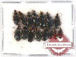 Scientific lot no. 588 Carabidae (15 pcs)