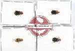 Scientific lot no. 583 Carabidae (4 pcs)