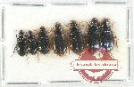 Scientific lot no. 593 Carabidae (7 pcs)