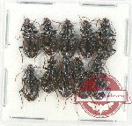 Scientific lot no. 584 Carabidae (10 pcs)
