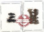 Scientific lot no. 578 Carabidae (15 pcs A2)