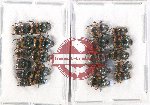 Scientific lot no. 687 Coprophaga (21 pcs)