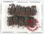 Scientific lot no. 689 Coprophaga (10 pcs)