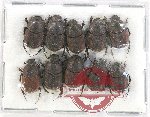 Scientific lot no. 688 Coprophaga (10 pcs)