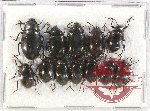 Scientific lot no. 366 Tenebrionidae (12 pcs)