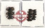 Scientific lot no. 369 Tenebrionidae (13 pcs)