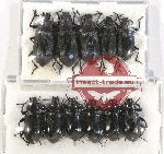 Scientific lot no. 367 Tenebrionidae (11 pcs)