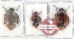 Scientific lot no. 172 Melolonthinae (3 pcs)