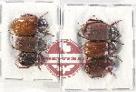 Scientific lot no. 173 Melolonthinae (6 pcs)