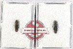 Scientific lot no. 104 Buprestidae (2 pcs A2)