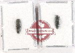 Scientific lot no. 105 Buprestidae (2 pcs A2)