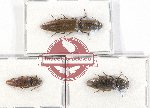 Scientific lot no. 145 Elateridae (3 pcs A2)