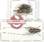 Scientific lot no. 113 Anthribidae (3 pcs - 2 pcs A2)