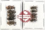 Scientific lot no. 110A Anthribidae (10 pcs)