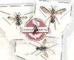 Scientific lot no. 316 Hymenoptera (3 pcs)
