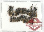 Scientific lot no. 314 Hymenoptera (22 pcs)