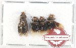 Scientific lot no. 313 Hymenoptera (4 pcs)