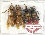 Scientific lot no. 315 Hymenoptera (4 pcs)