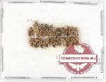 Scientific lot no. 1007 Heteroptera (20 pcs)