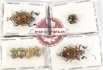 Scientific lot no. 1004 Heteroptera (7 pcs - 4 pcs A2)