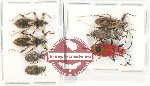 Scientific lot no. 1005 Heteroptera (7 pcs)