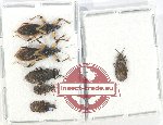 Scientific lot no. 1006 Heteroptera (6 pcs A2)