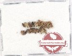 Scientific lot no. 1011 Heteroptera (20 pcs)