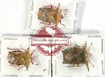 Scientific lot no. 1015 Heteroptera (Pentatomidae) (3 pcs A2)